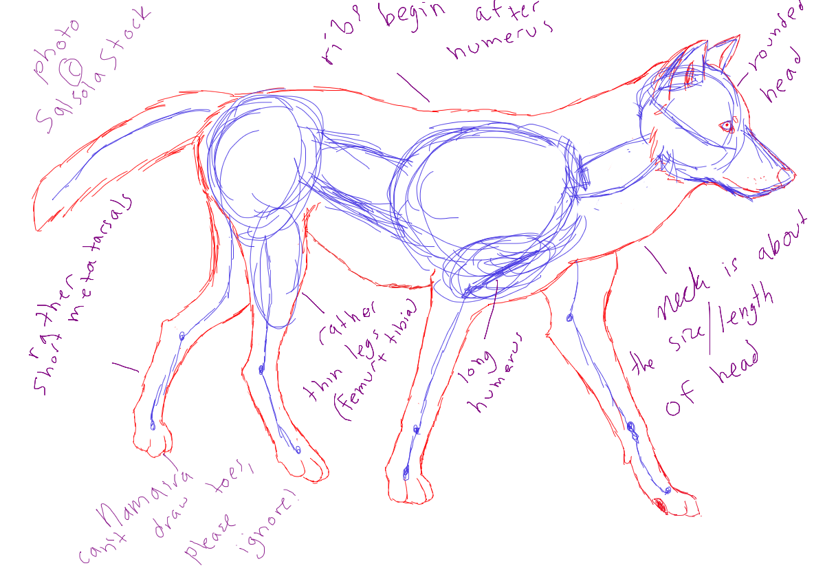 Wolf Anatomy