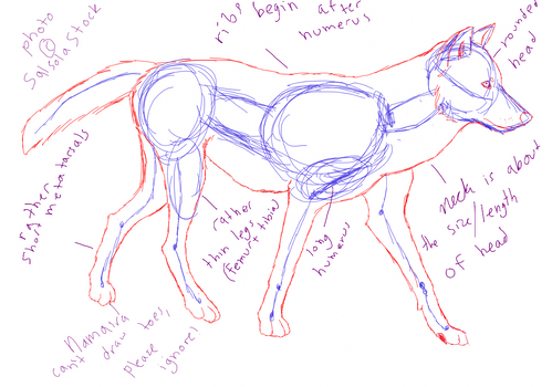 Wolf Anatomy