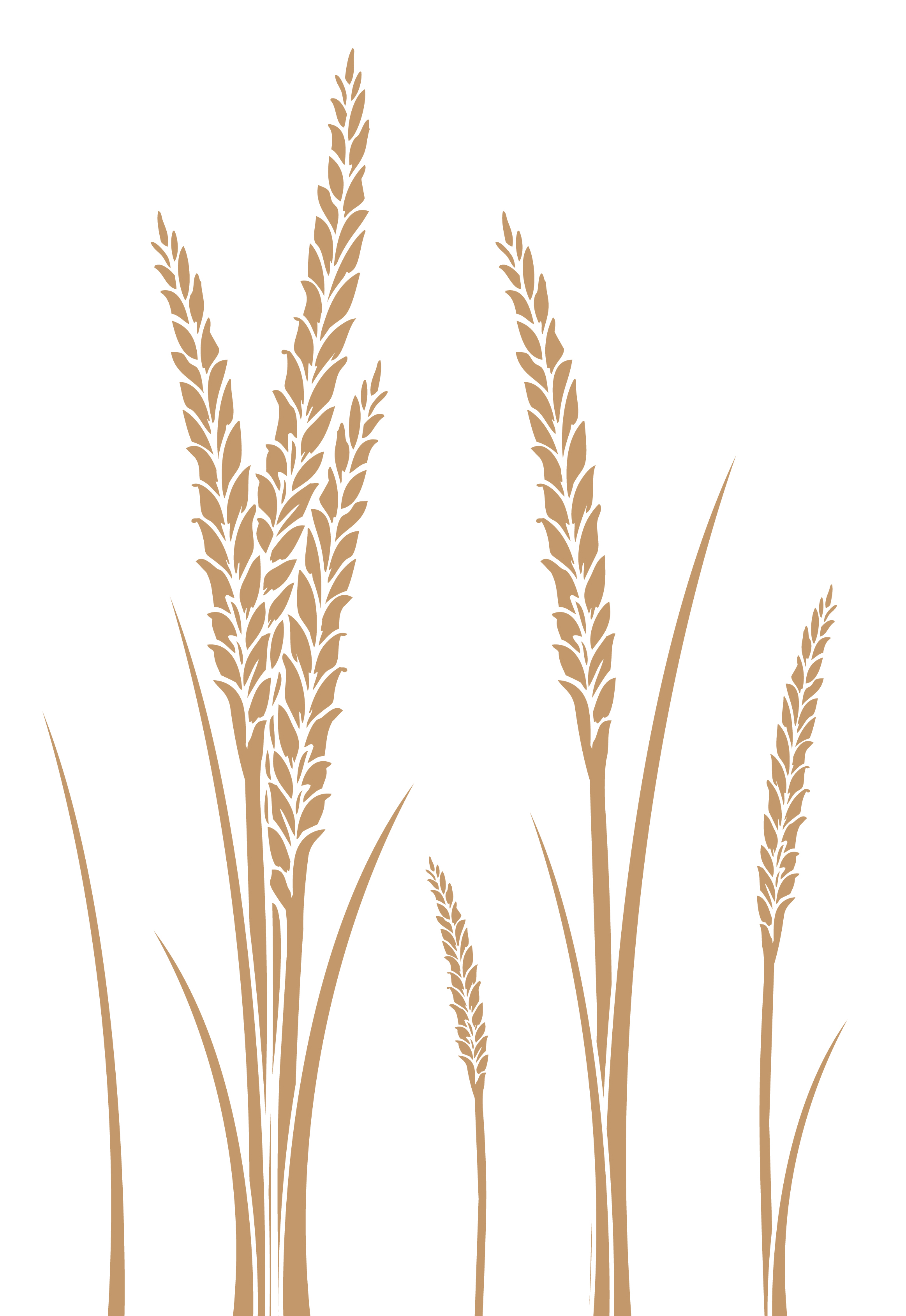 Wheat Vector