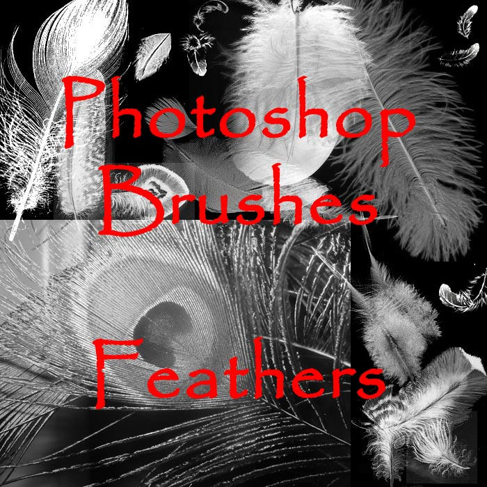 FEATHER Brushes by vaia on DeviantArt
