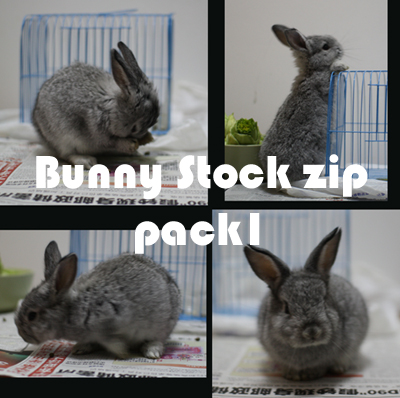 Bunny Stock 1