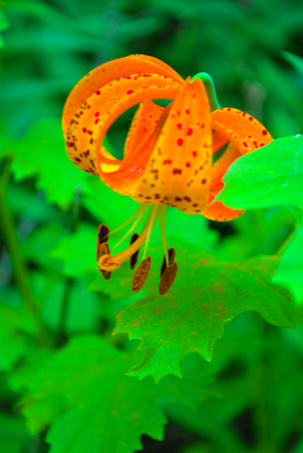 Drooping lily damuro by AJBolinger on DeviantArt