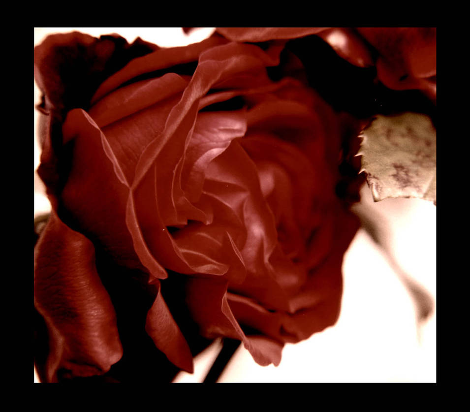 My Rose by badtzboi on DeviantArt