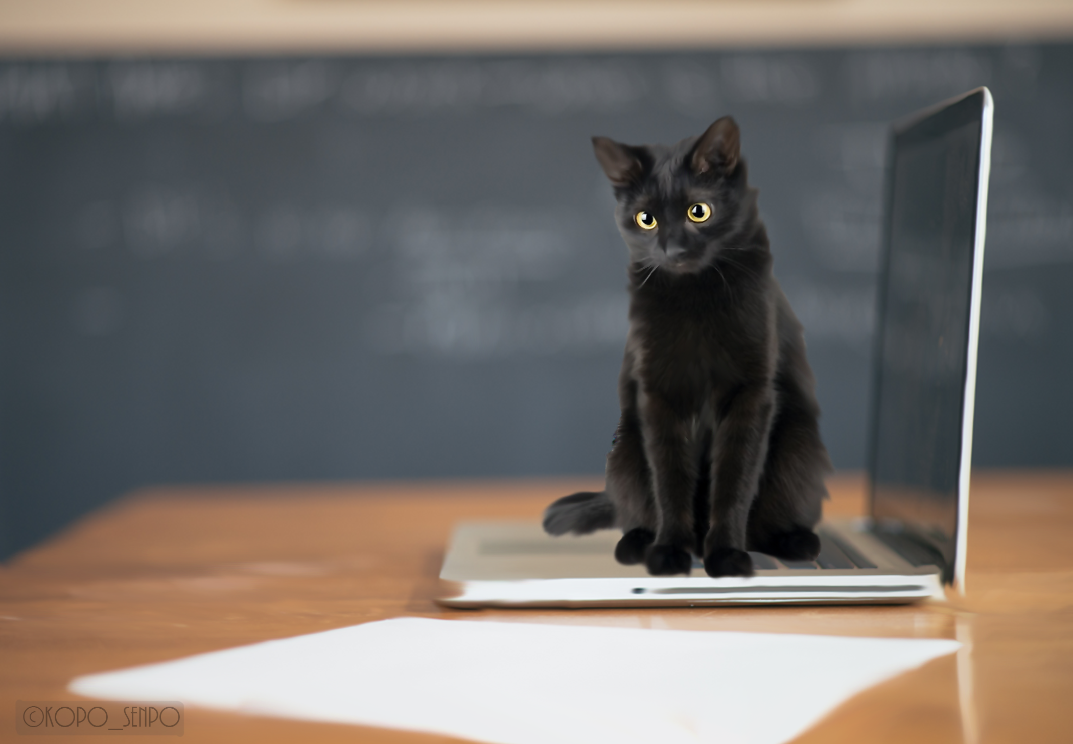 Cat on Laptop