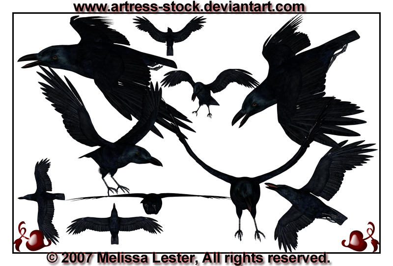 Crow Package 2 by Artress-Stock on DeviantArt