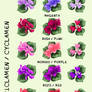 CICLAMEN_CYCLAMEN PACK