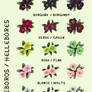 ELEBOROS_HELLEBORES PACK