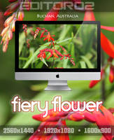 Fiery Flower Wallpaper