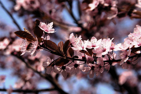 Almost Spring Pink Pink Spring by photo-exile on DeviantArt