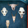 5 Animal Skulls PSD Pack
