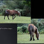 New Forest Pony Grazing Pack