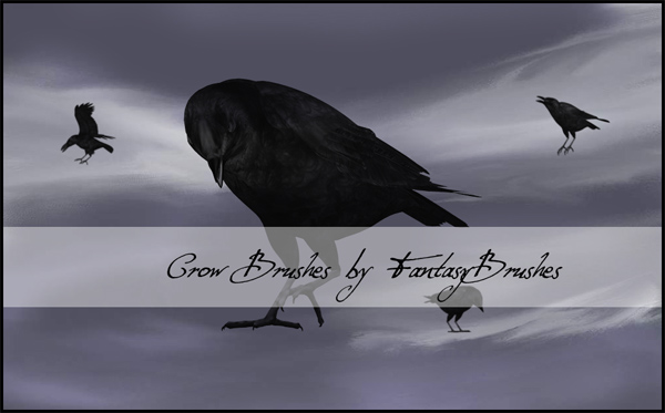 Crow Brushes