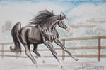 Big Sky Liberty Entry For Desert Sands Show by Raining-Tree-Stables