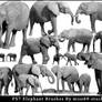 Elephant Brushes