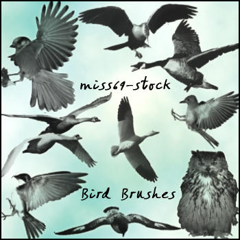 Bird Brushes by miss69-stock on DeviantArt