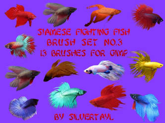 Siamese Fighting Fish Set No.3