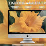 Daffodil Wallpaper Multi Pack