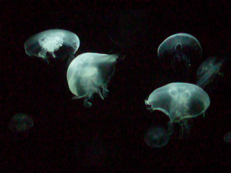 Blip blip. Jellyfish :3