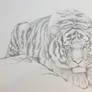 Tiger Sketch