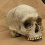 Human skull 02 jpeg and RAW