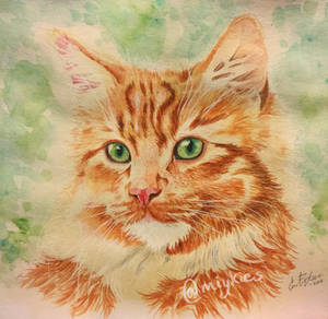 Primus the cat, de miyakies