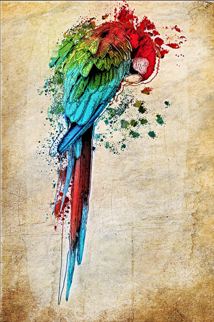 Color parrot by VISIOart on DeviantArt