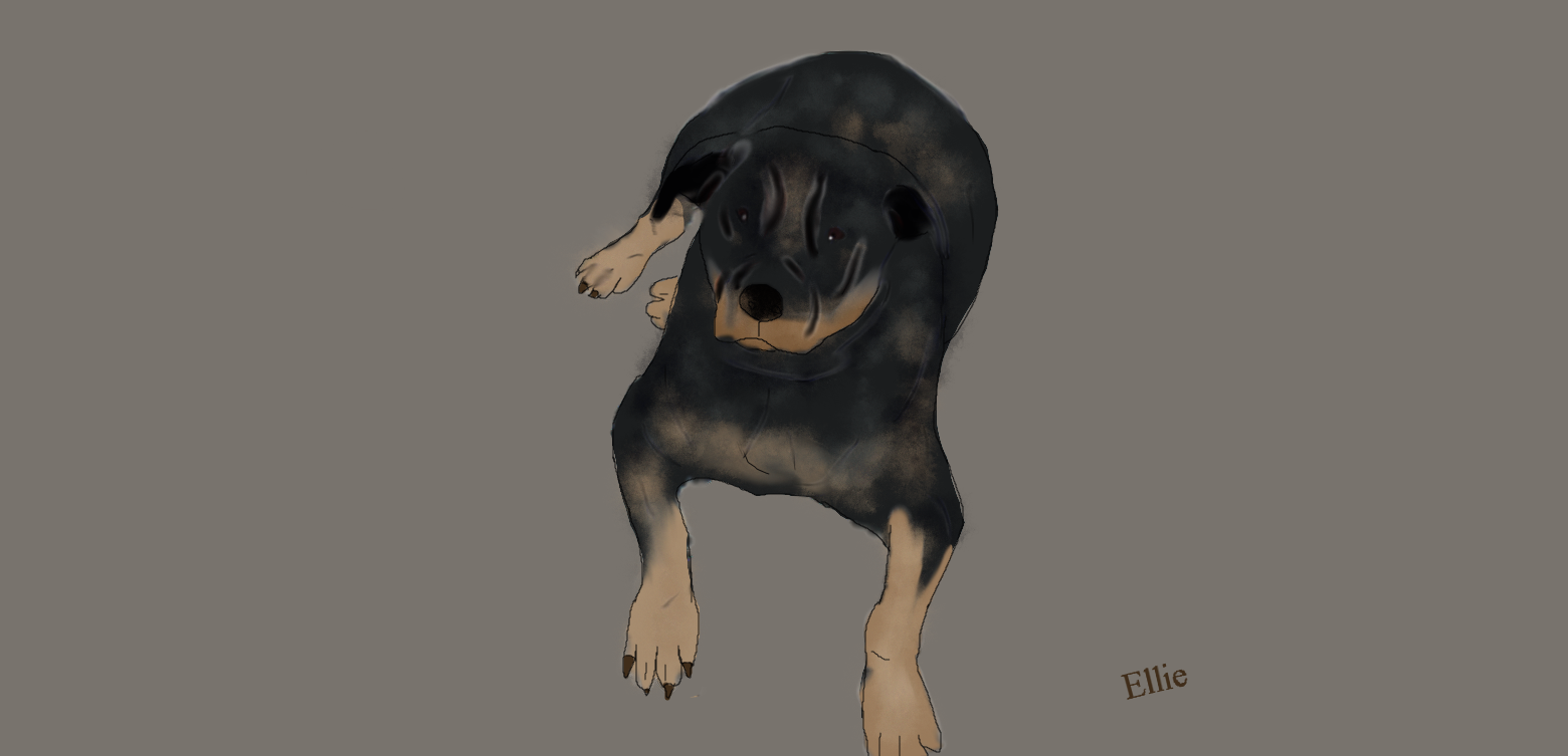 Rottweiler by DiamondStarCenter on DeviantArt