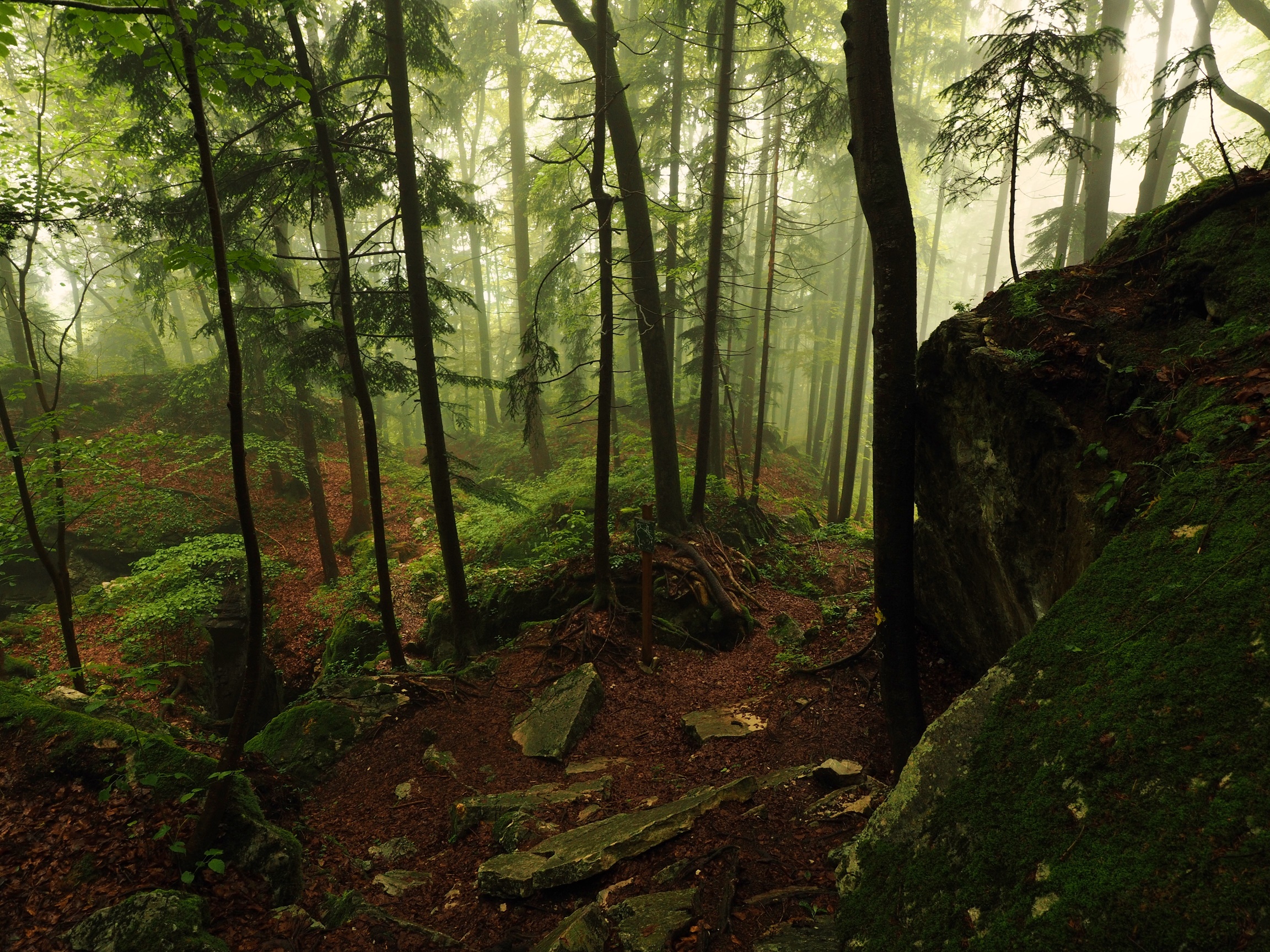 Misty Forest Stock Package