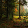 Autumn Forest Backgrounds