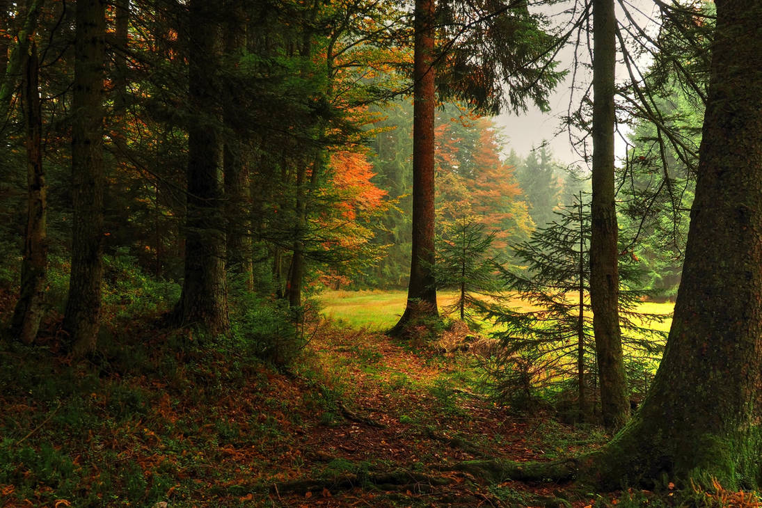 Autumn Forest Backgrounds by Burtn