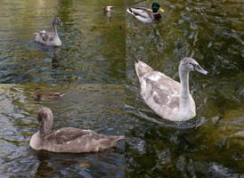 Swan Pack