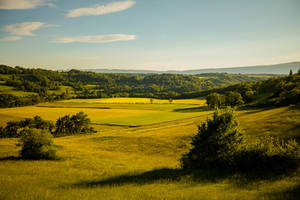 Shrubs and Fields