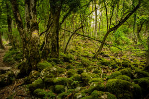 Mossy Boulders