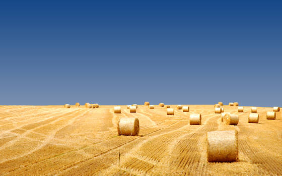 Longhorn Bliss Field_1