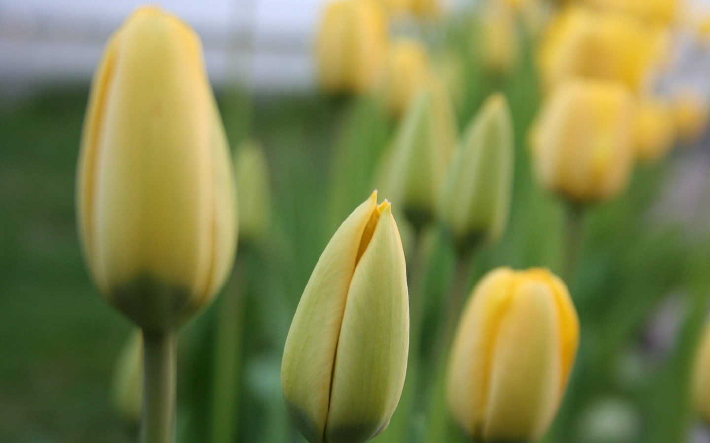 Tulips_2