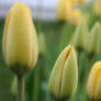 Tulips_2