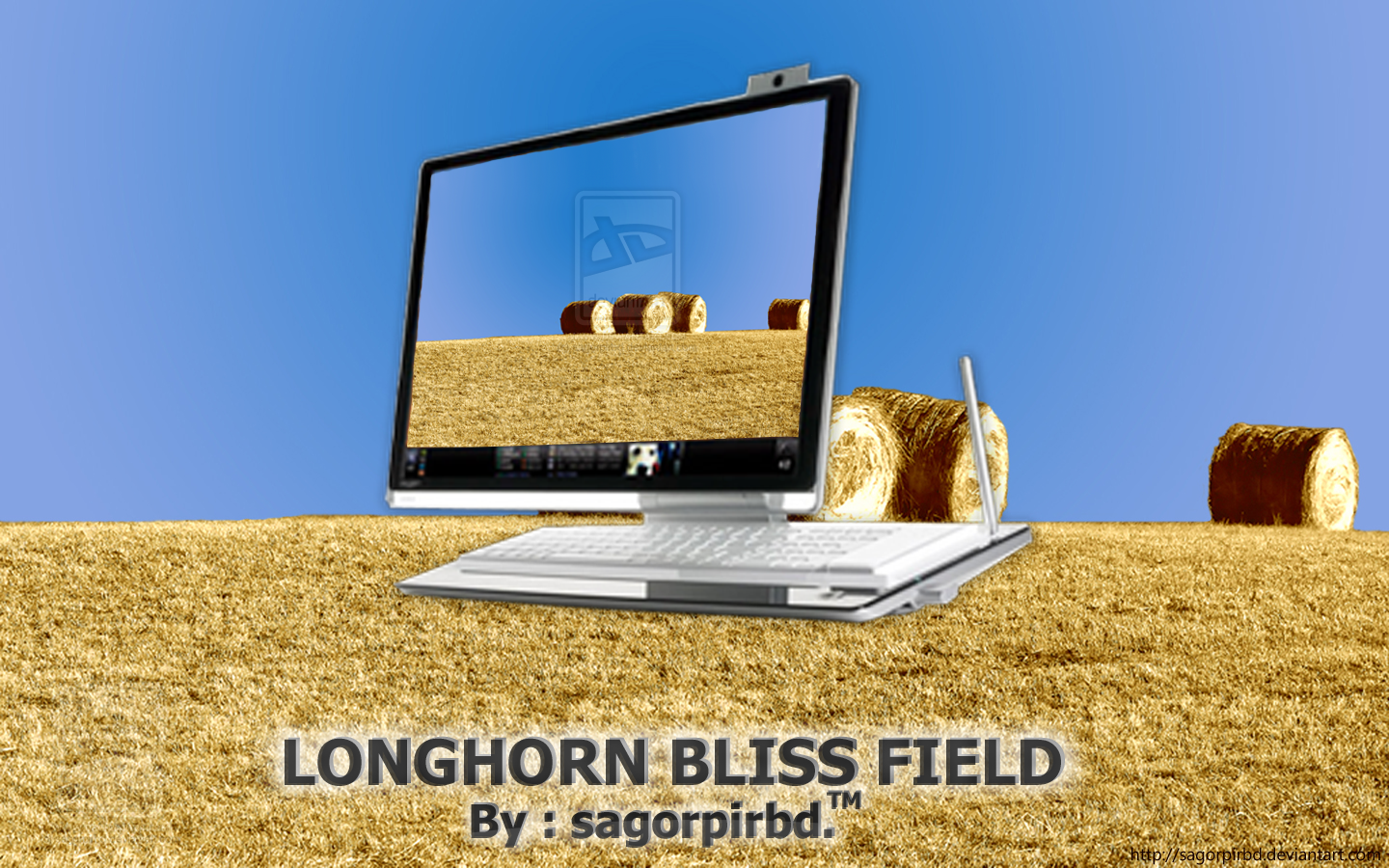 Longhorn Bliss Field_2