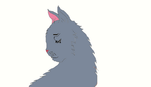 Gray cat