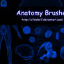 PS Brushes - Anatomy