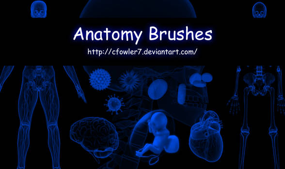 PS Brushes - Anatomy