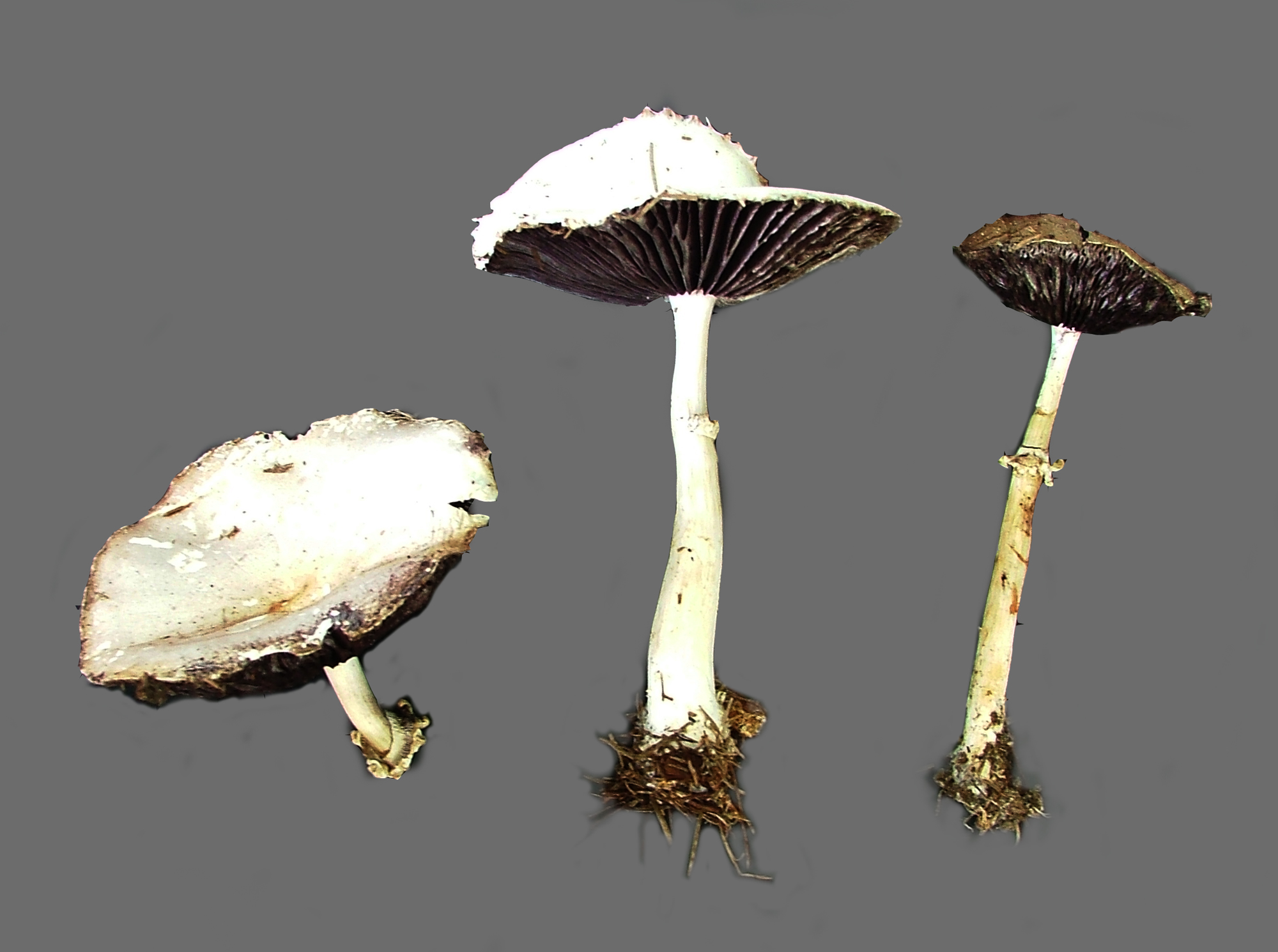 Toadstools_cutout