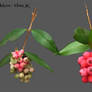 Berries_lilly-pilly_cutout
