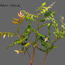 Foliage_cutout