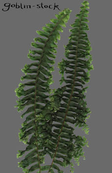 Fern_3_cutout