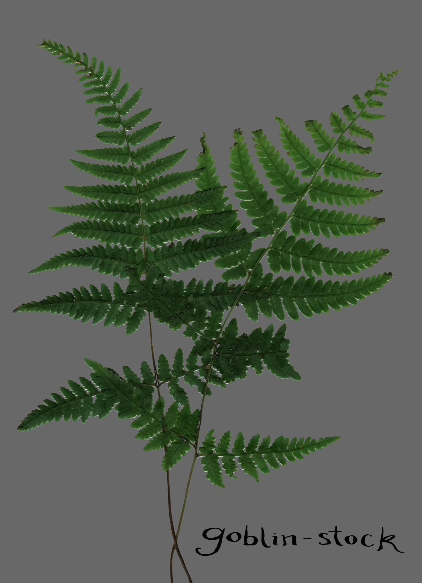 Fern_2_cutout