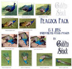 Peacock Pack by GoblinStock