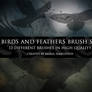 Birds and feather brush set