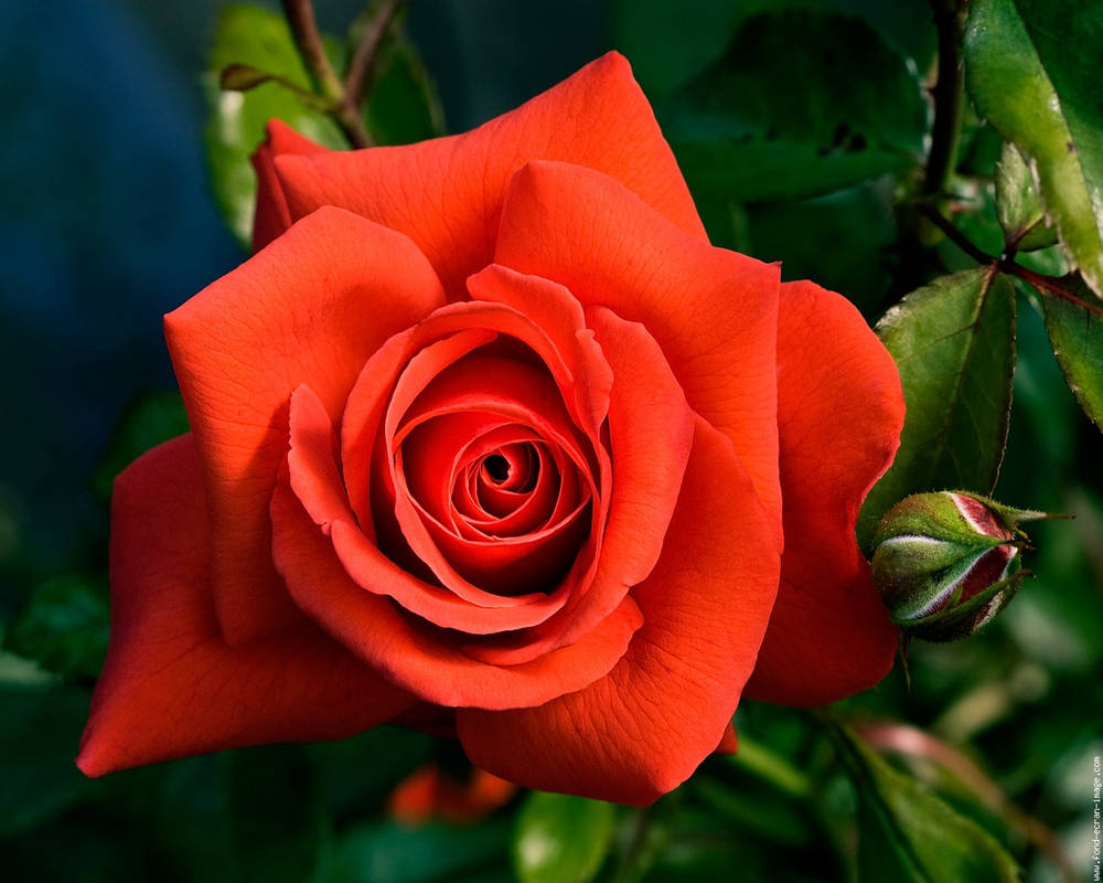 Eloge de l'amour by FFFan64 on DeviantArt