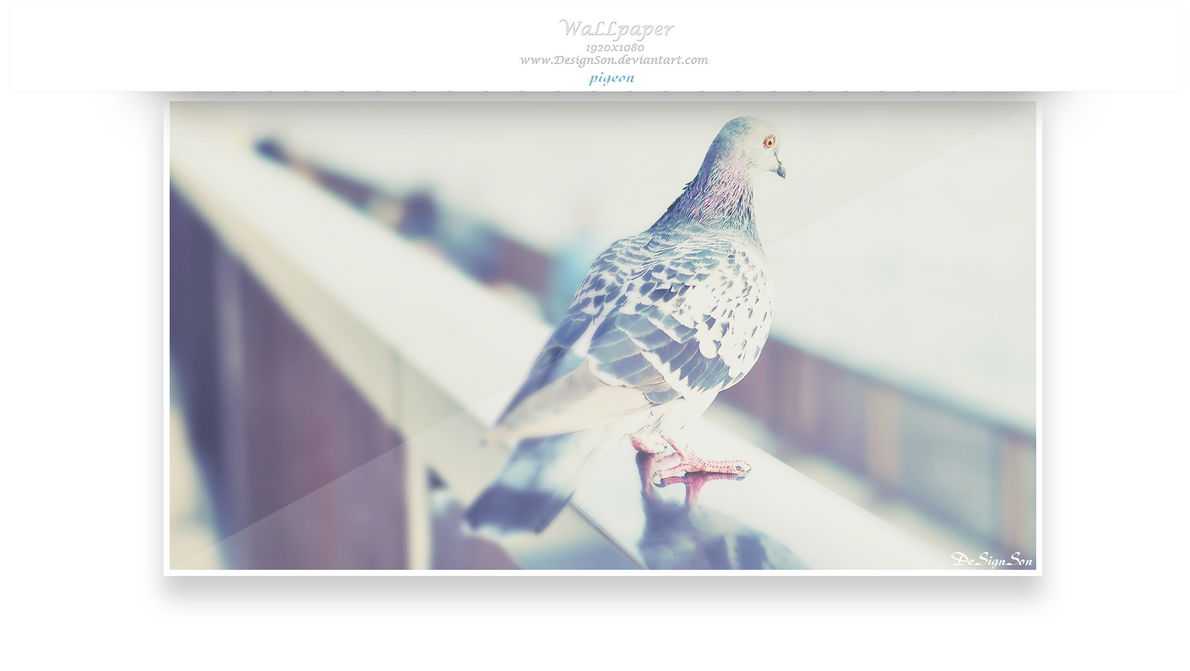 Pigeon by DesignSon on DeviantArt