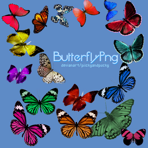 Butterfly png